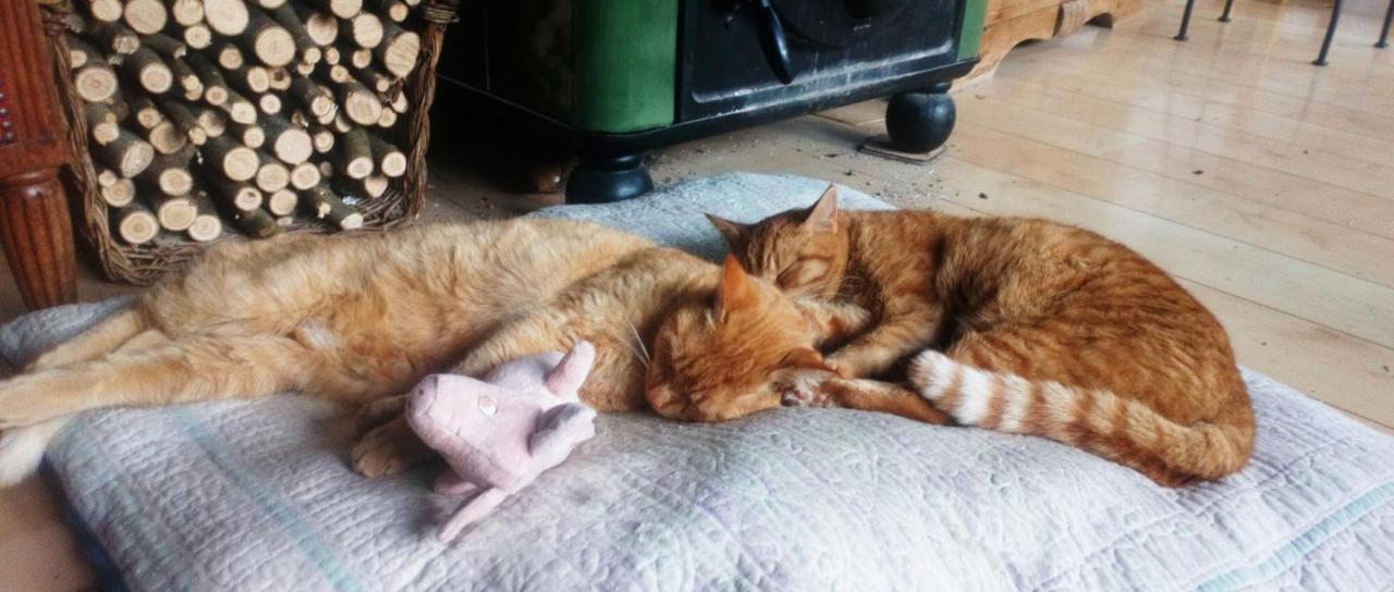 Au Chat Ronfleur Bagnères-de-Bigorre Exteriér fotografie