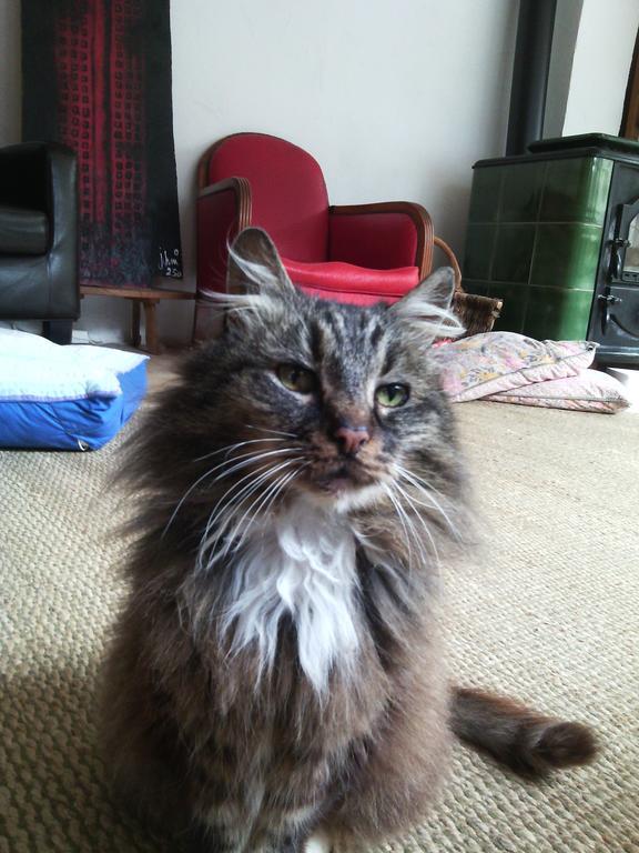 Au Chat Ronfleur Bagnères-de-Bigorre Exteriér fotografie